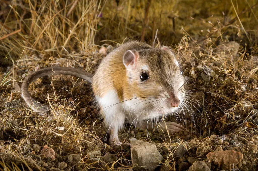 8. The Kangaroo Rat: Living Without Drinking Water (cameraclub231, Flickr, CC BY 2.0)