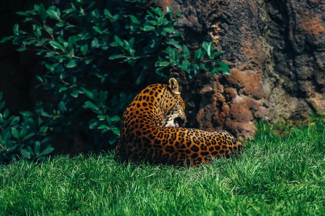 Predators at the Top: Fire Sign Archetypes (Image Credits: Unsplash)