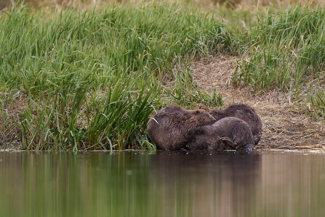 Nevada: Ranch-Scale Success Stories (Image Credits: Unsplash)
