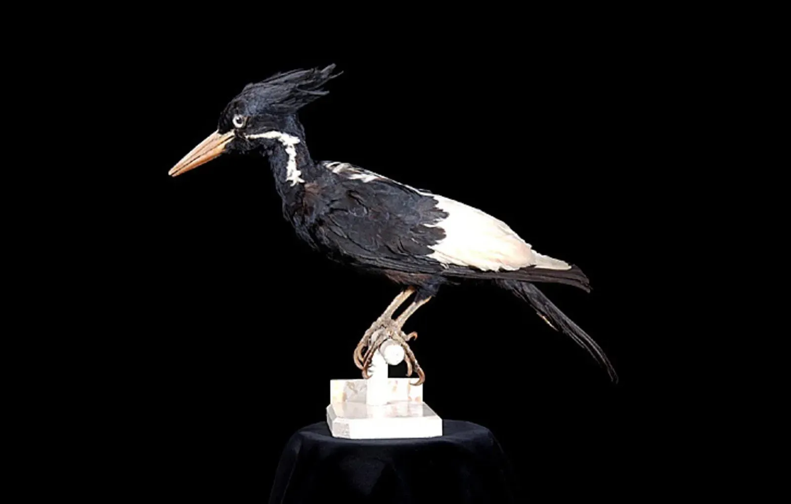 4. Ivory‑Billed Woodpecker – The Controversial Ghost of the Swamps (Naturalis Biodiversity Center, CC BY-SA 3.0)