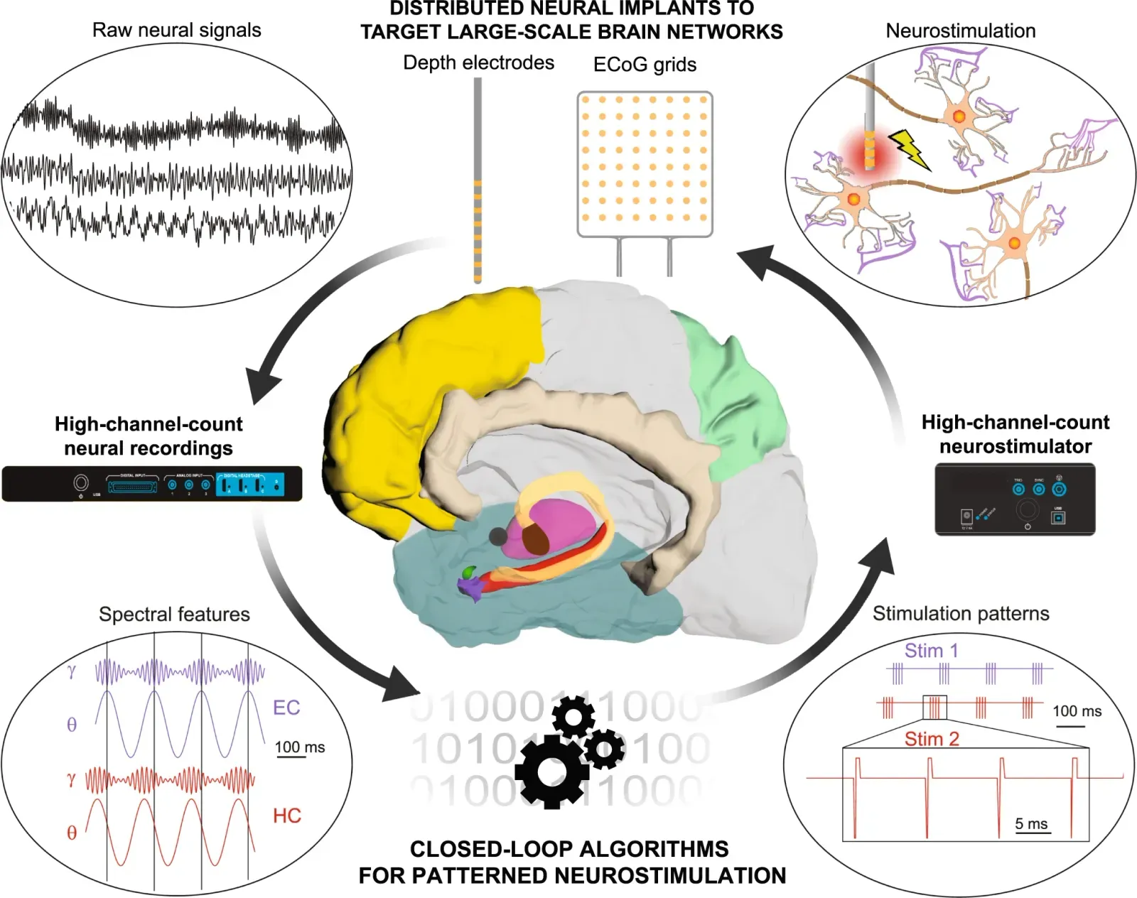 Faster Circuits: Neurostimulation and the Quest for Instant Upgrades (Image Credits: Wikimedia)