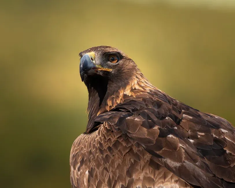 #5 Leo – The Golden Eagle Above It All (Image Credits: Pexels)
