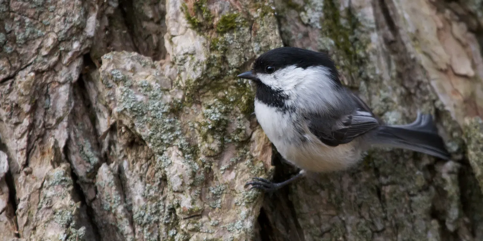 1. They Remember Hundreds of Hiding Spots for Their Food (Black-capped Chickadee, CC BY 2.0)