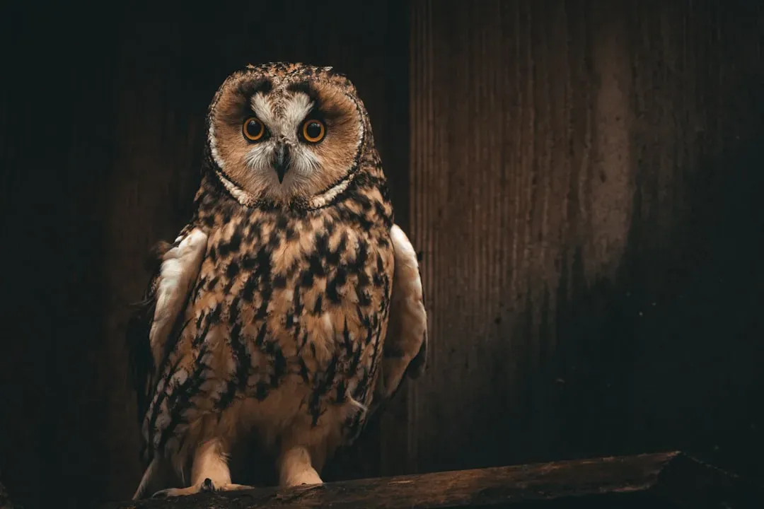 Aquarius: The Detached Owl (Image Credits: Unsplash)