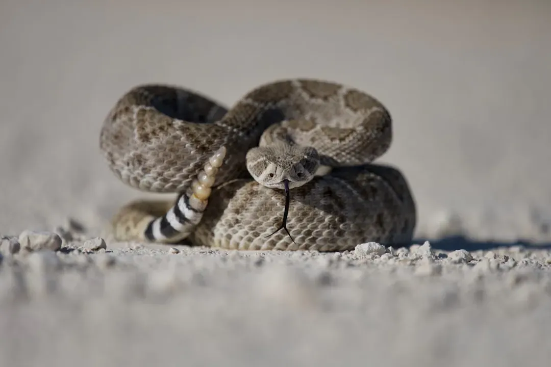 2. That Famous Rattle Is a High-Tech Warning System, Not a Battle Cry (Image Credits: Unsplash)