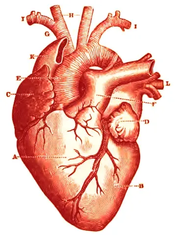 Sudden Cardiac Death in the Young: When a Healthy Heart Simply Stops (Image Credits: Wikimedia)