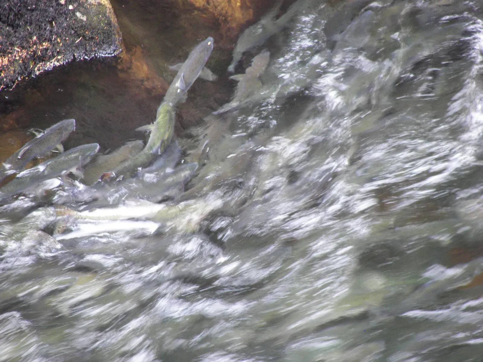 The Salmon's Incredible Olfactory Memory (By Wknight94, CC BY-SA 3.0)