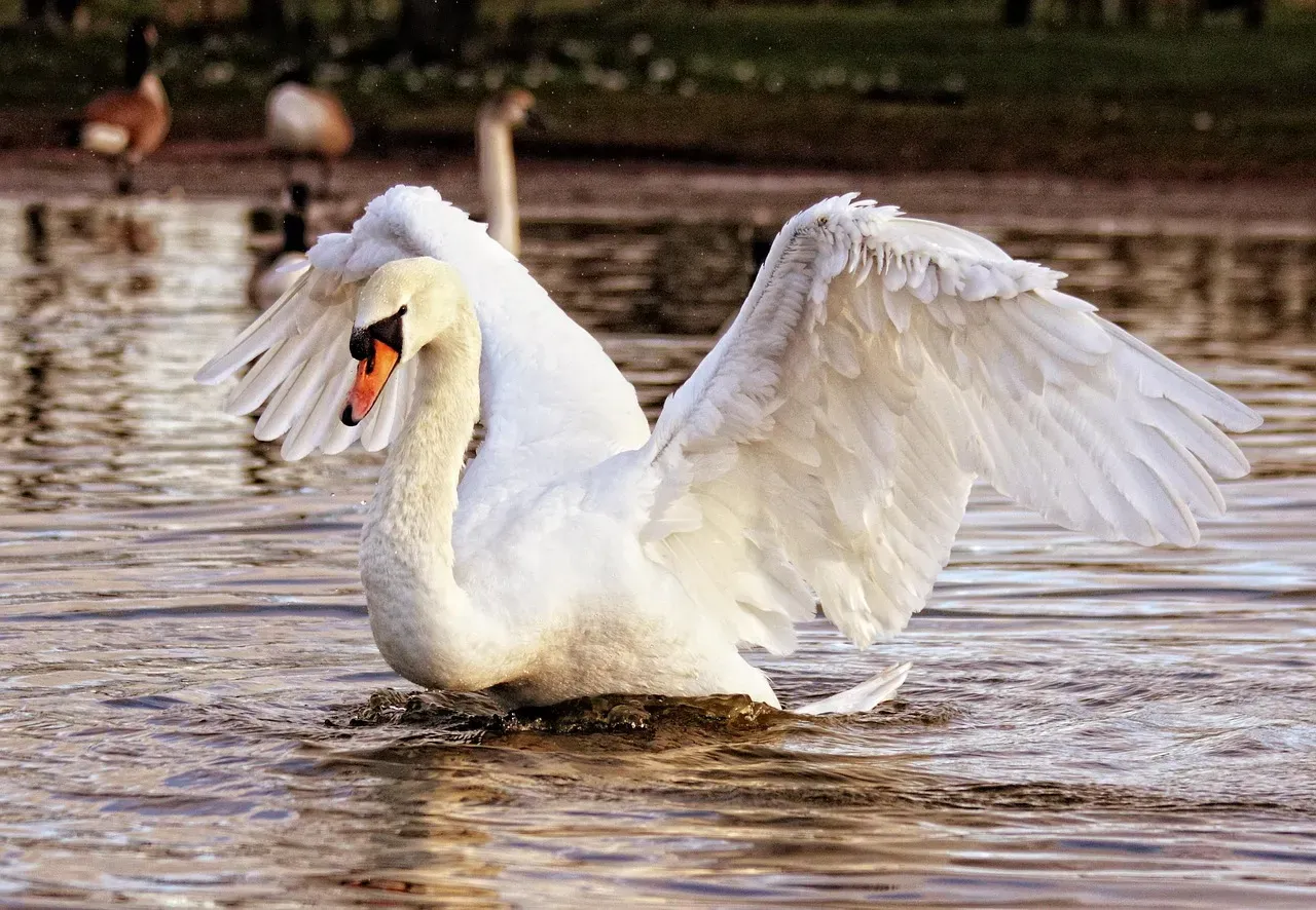 Libra and the Swan: Grace Under Pressure (Image Credits: Pixabay)
