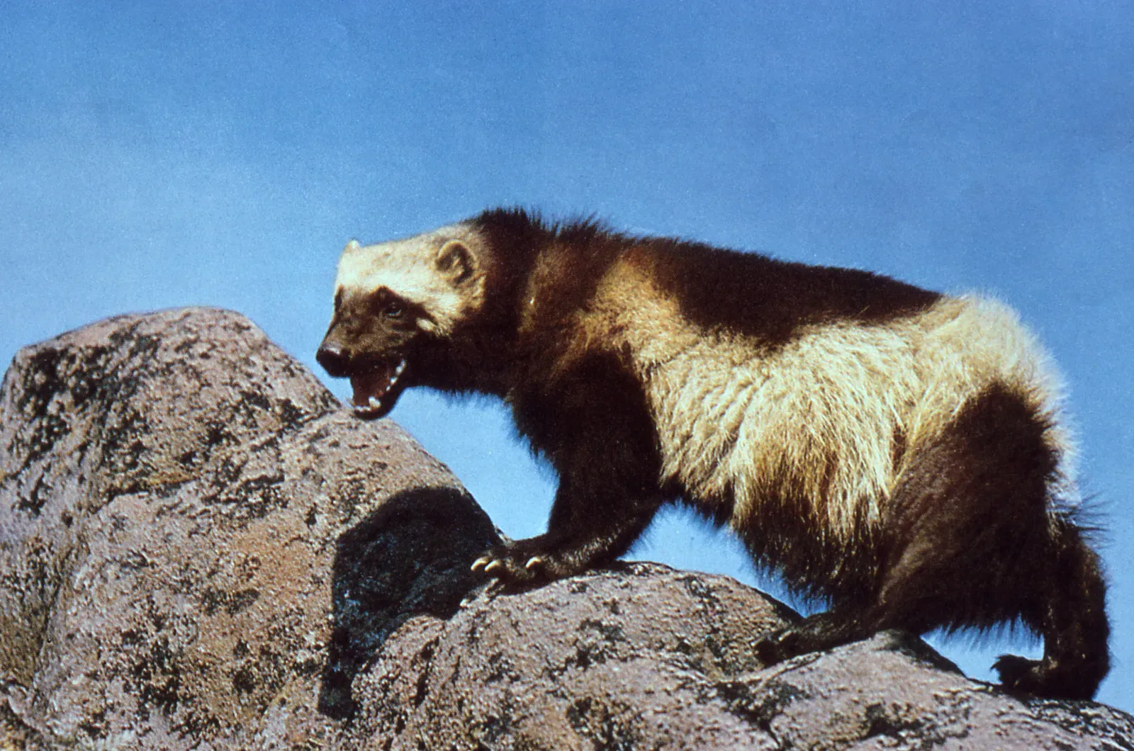 Continental Stronghold: Montana’s Wolverine Country (Image Credits: Wikimedia)