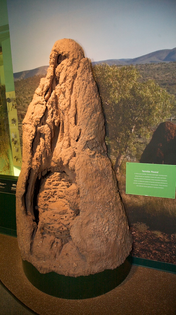 Breathing Buildings: Termite Mounds and Passive Ventilation (Image Credits: Wikimedia)