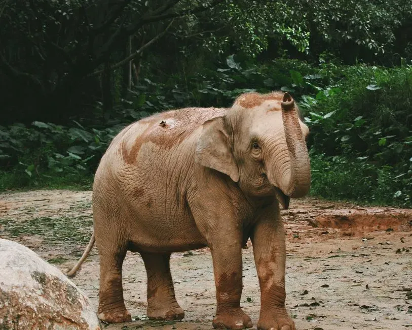 Elephant Voices Carry Identity, Emotion, and History (Image Credits: Pexels)