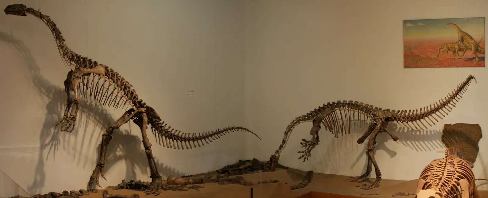 #11 – The Rearing "Plateosaurus" That Was Secretly Two Dinosaurs (By FunkMonk, CC BY-SA 3.0)