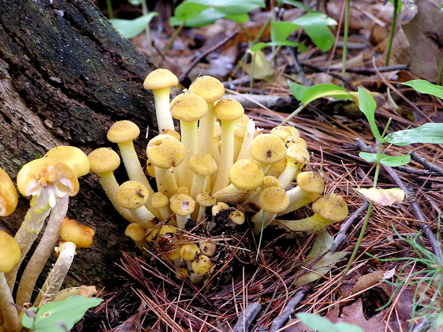 8. The Armillaria Fungus: The Underground Giant Quietly Eating a Forest (By https://www.flickr.com/photos/calliope, CC BY 2.0)