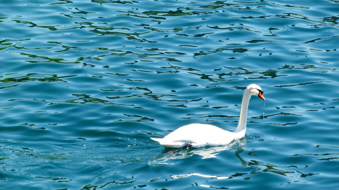 The Gentle Swan: Embodying Grace Under Pressure (Image Credits: Unsplash)
