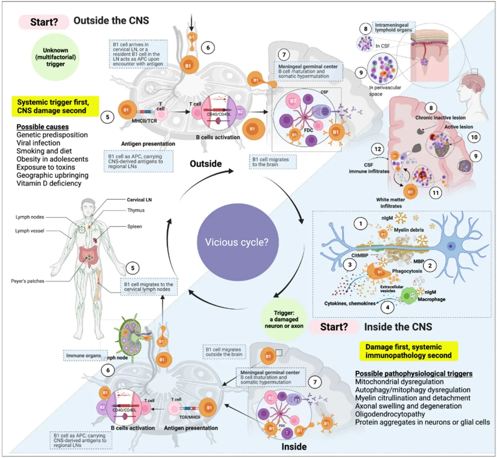 Your Immune System Trains With Microbial “Teachers” (By Halperin, S.T.; ’t Hart, B.A.; Luchicchi, A.; Schenk, G.J., CC BY 4.0)