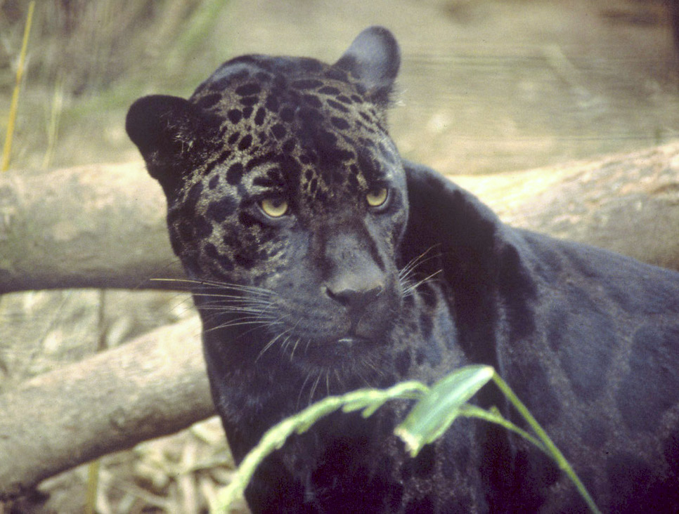 They Play Crucial Ecological Roles (Image Credits: Wikimedia)