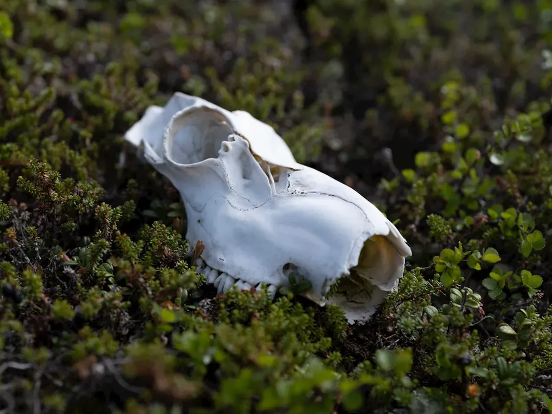 Preventing Extinction Cascades Before They Start (Image Credits: Unsplash)