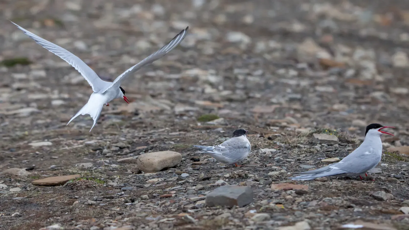 #1 - Arctic Tern: The Small Bird That Outflies Commercial Jets (By Andreas Weith, CC BY-SA 4.0)