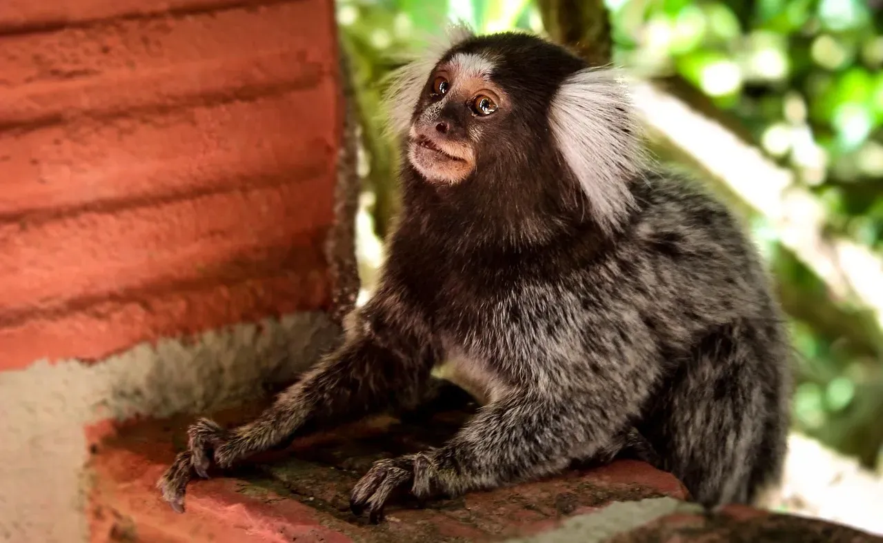 Conclusion: A Tiny Primate With a Big Message for You (Image Credits: Pixabay)