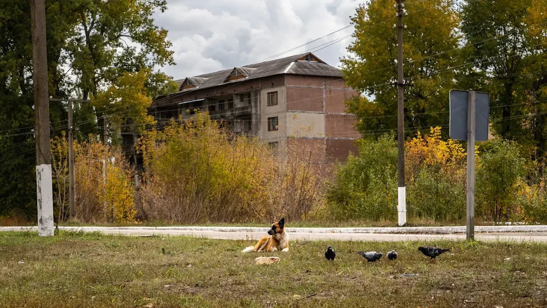 What Chernobyl’s Dogs Teach You About Resilience and Limits (Image Credits: Unsplash)