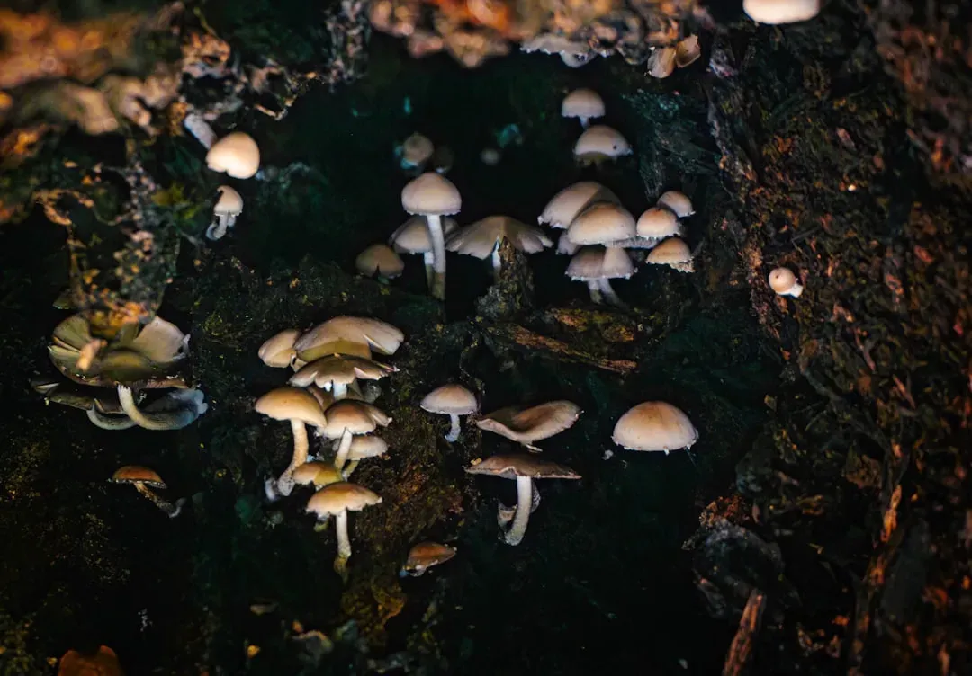 Whispering Underground Through Fungal Networks (Image Credits: Unsplash)