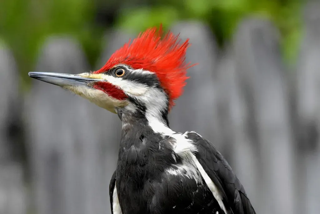 1. Woodpecker Beaks Are Built Like Layered Composite Tools (Image Credits: Rawpixel)