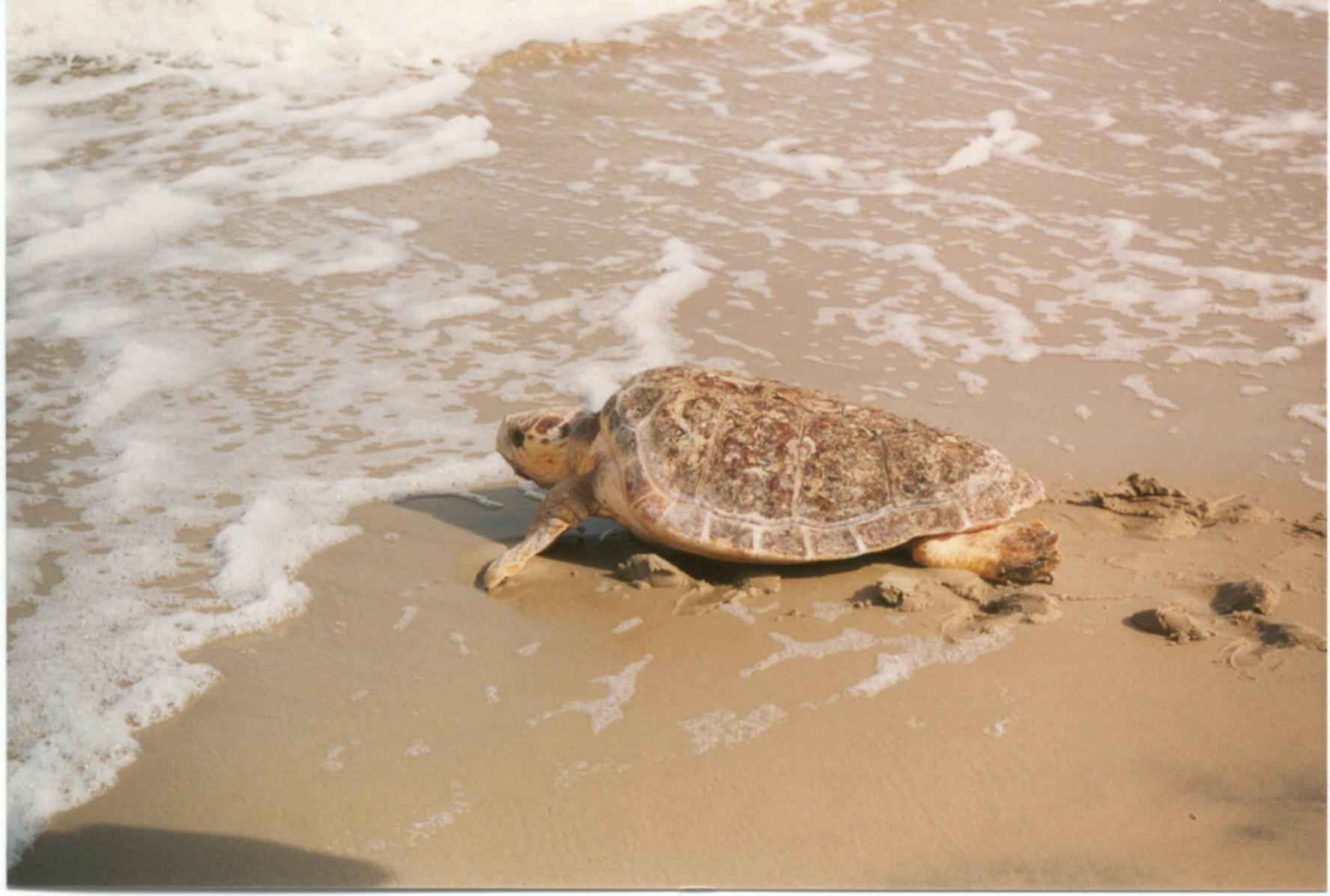 Loggerhead Turtles Maintain Strong Numbers Despite Challenges (Image Credits: Wikimedia)