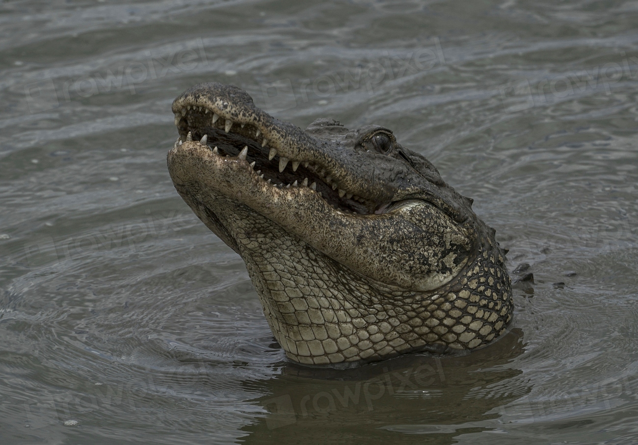 American Alligator (Image Credits: Rawpixel)