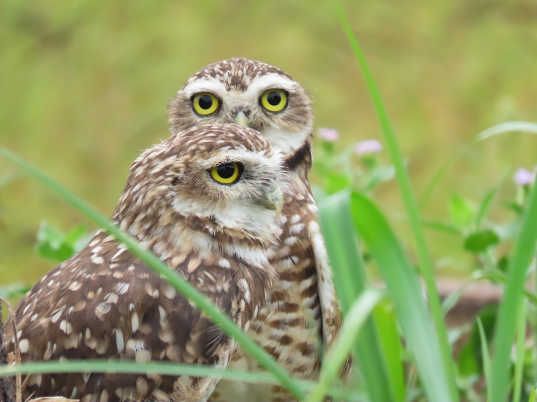 Little Missouri National Grassland, North Dakota: Badlands with Burrowers (Image Credits: Unsplash)