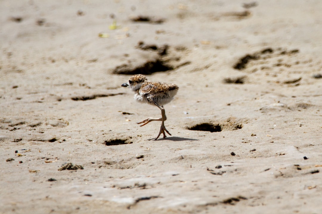 Padre Island National Seashore, Texas - Big Sky, Small Nests (Image Credits: Unsplash)
