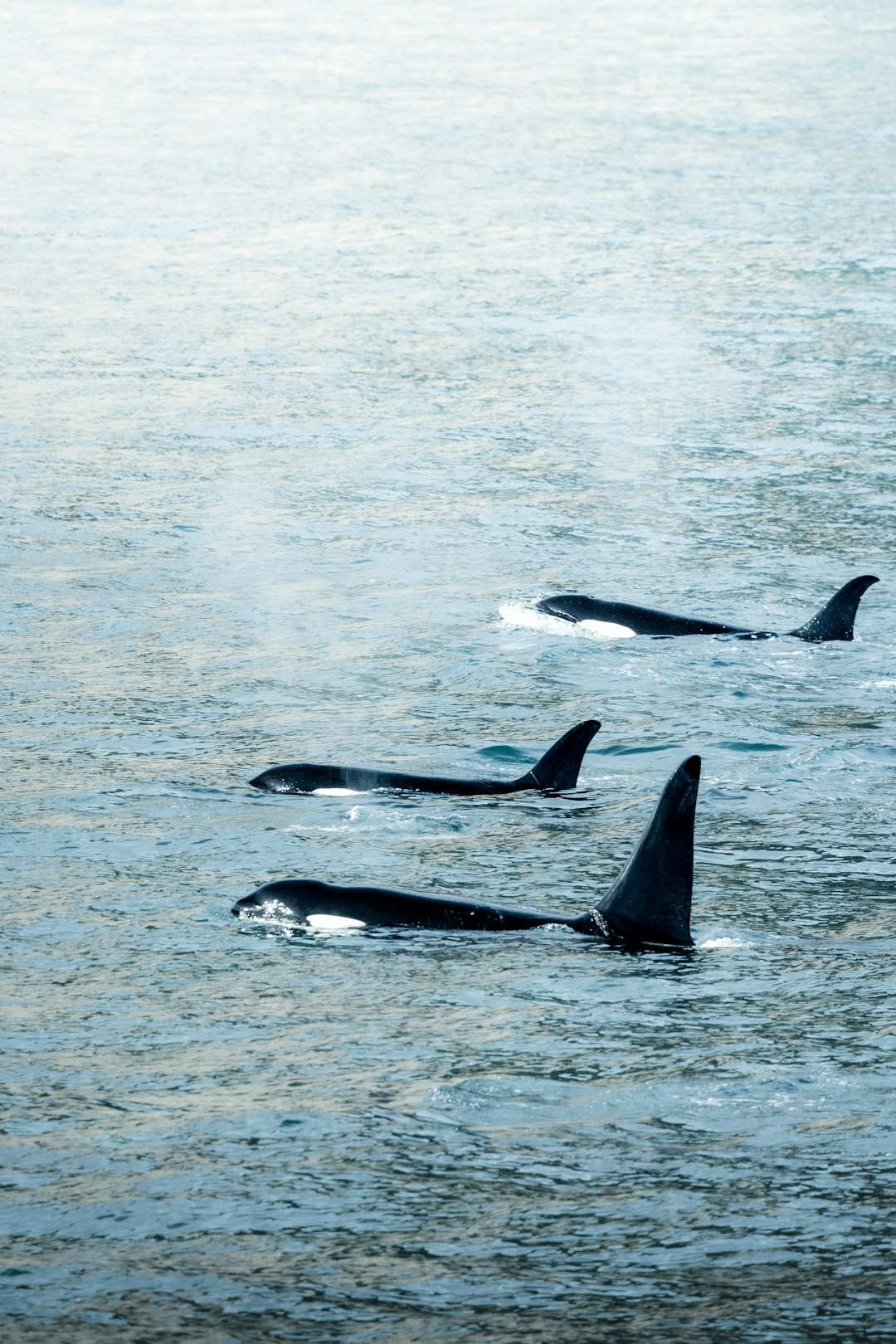 A Tale of Two Orcas (Image Credits: Unsplash)