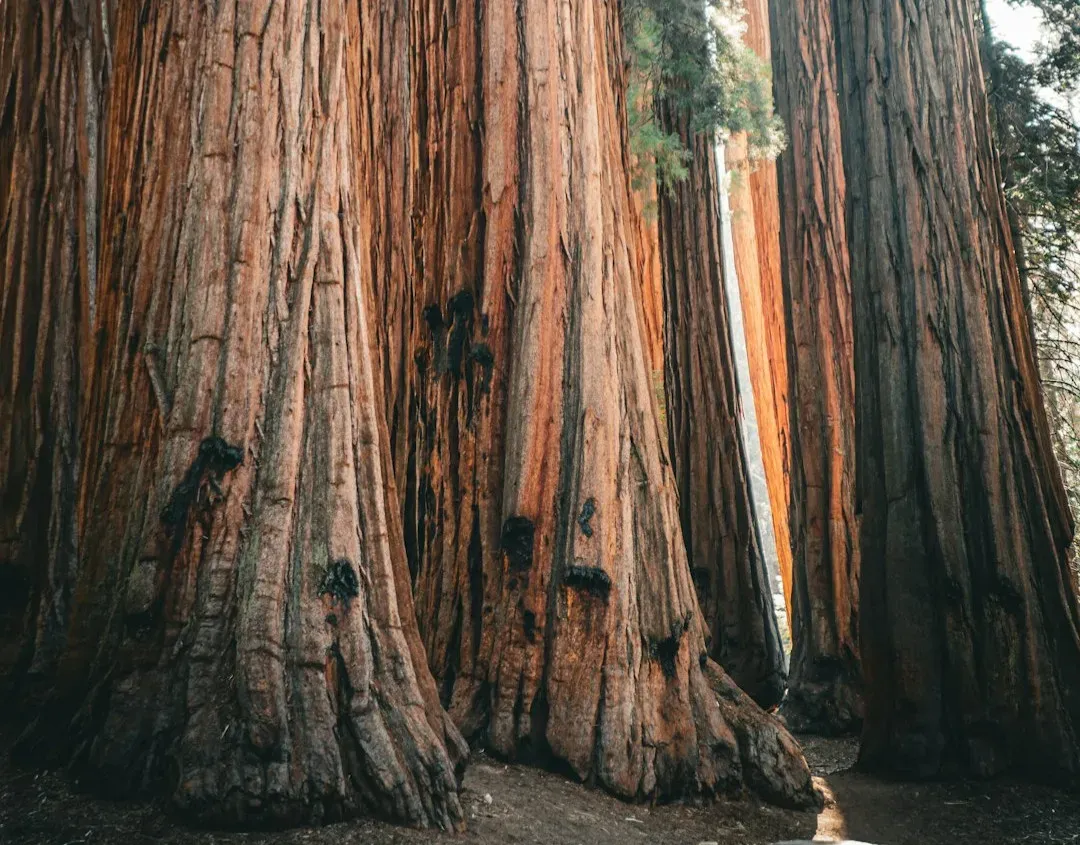 Genetic and Ecological Stability: Slow, Steady, and Highly Specialized (Image Credits: Unsplash)