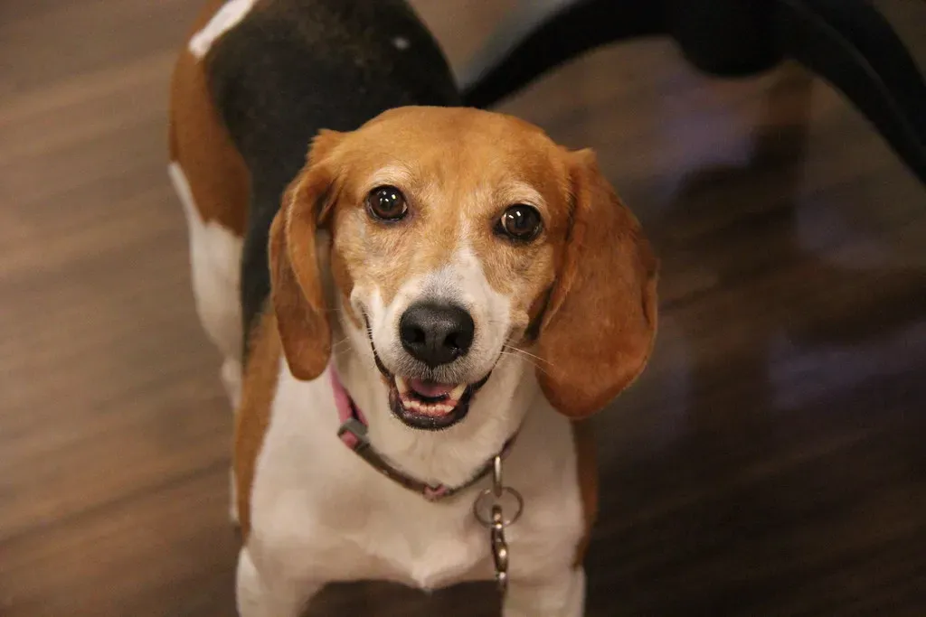 10. Mixed‑Breed Shelter Dogs: Senior Dogs for Senior People (Gamma Man, Flickr, CC BY 2.0)