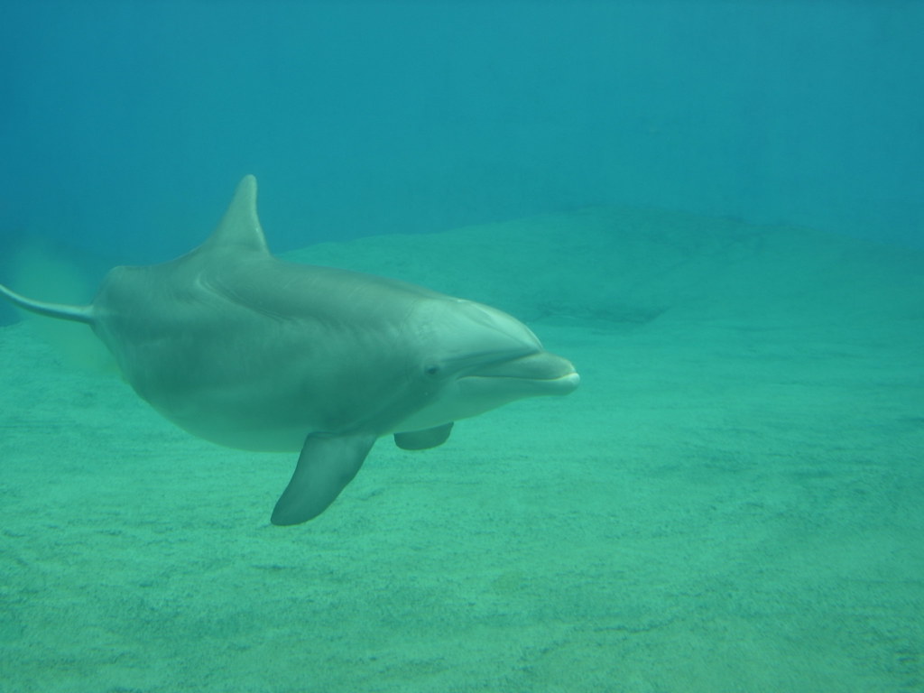 Revolutionary AI Technology Decoding Dolphin Calls (Image Credits: Flickr)