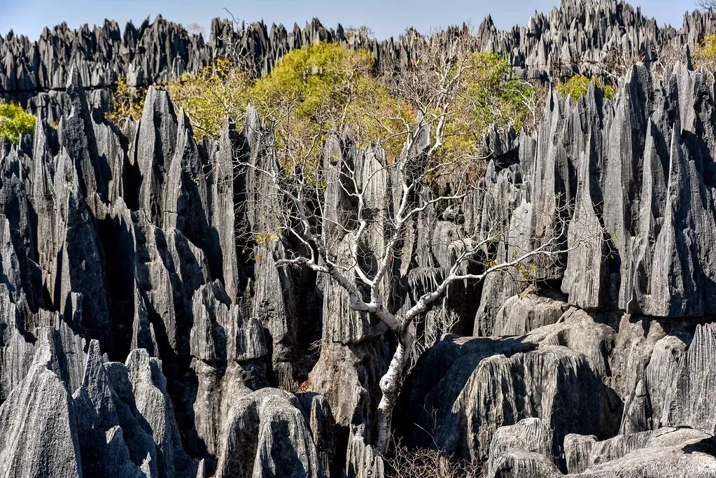 Tsingy de Bemaraha: Madagascar's Stone Forest (Image Credits: Flickr)