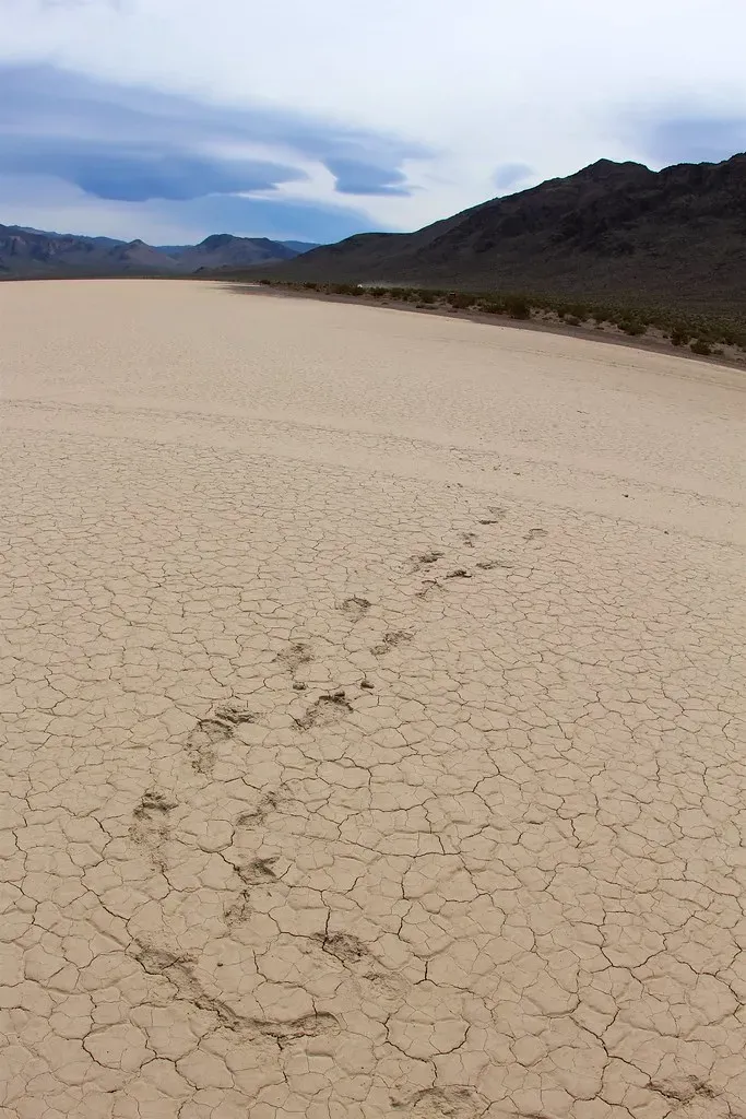 Visiting the Playa: Human Footprints on a Fragile Natural Experiment (daveynin, Flickr, CC BY 2.0)