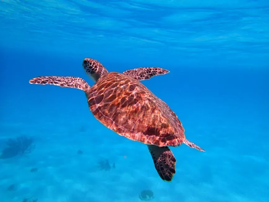 Why Turtle Navigation Still Baffles Scientists (Image Credits: Pexels)