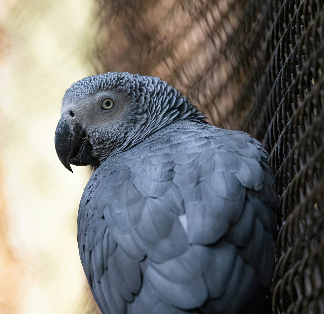 Gemini: The Chatty Parrot of Air (Image Credits: Unsplash)