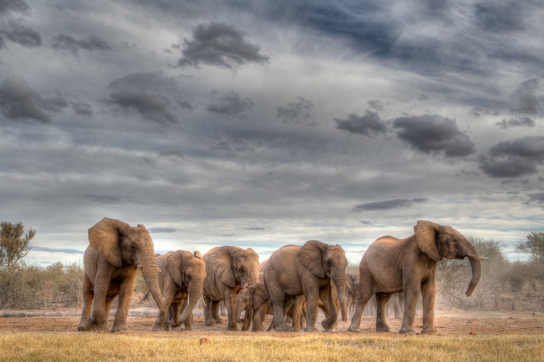 The Elephant: Gentle Giants of Empathy (Image Credits: Unsplash)
