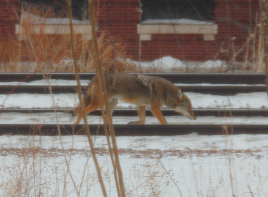 Pack Dynamics: Urban Social Intelligence (Image Credits: Flickr)