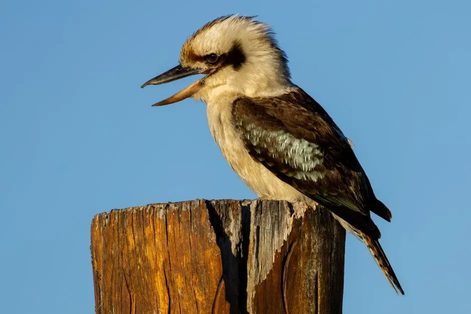 Vocal Learning Is Rare – And Kookaburras Are In Elite Company (Image Credits: Pexels)