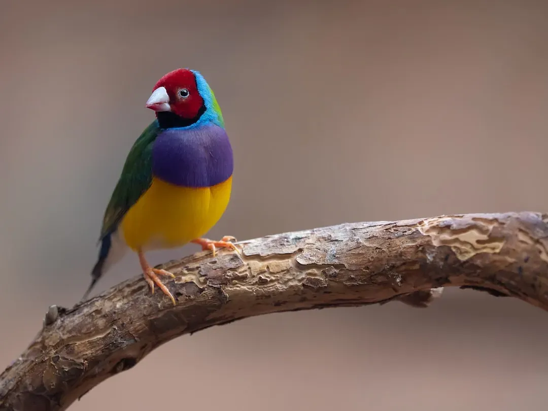 10. Watching Them Connects You to Bigger Conservation Stories (Image Credits: Unsplash)