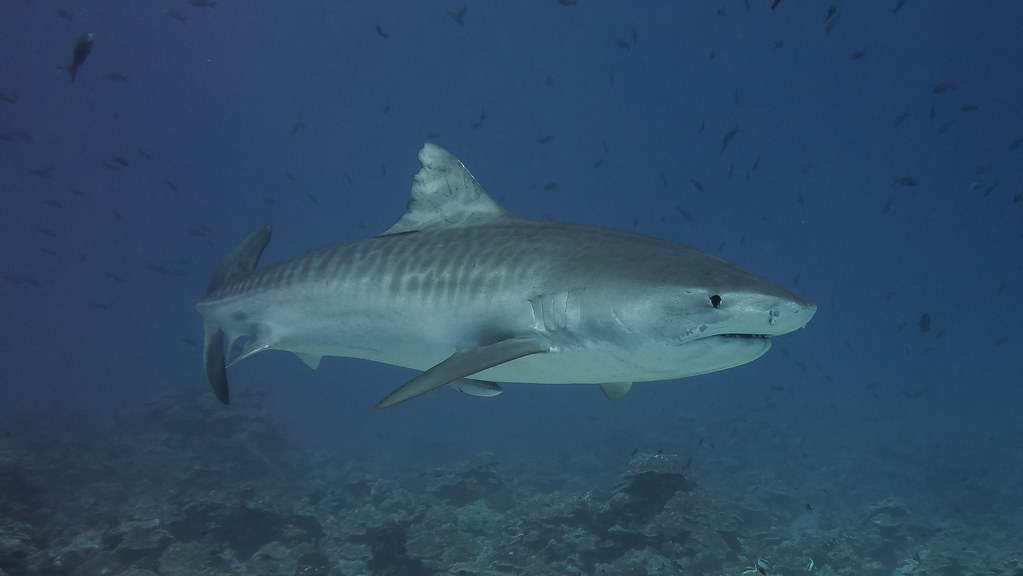 Aries: The Tiger Shark (Image Credits: Flickr)