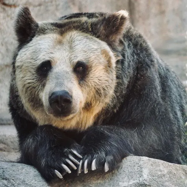 #7 The Nandi Bear: A Kenyan Mystery That Refused to Settle (Image Credits: Pexels)