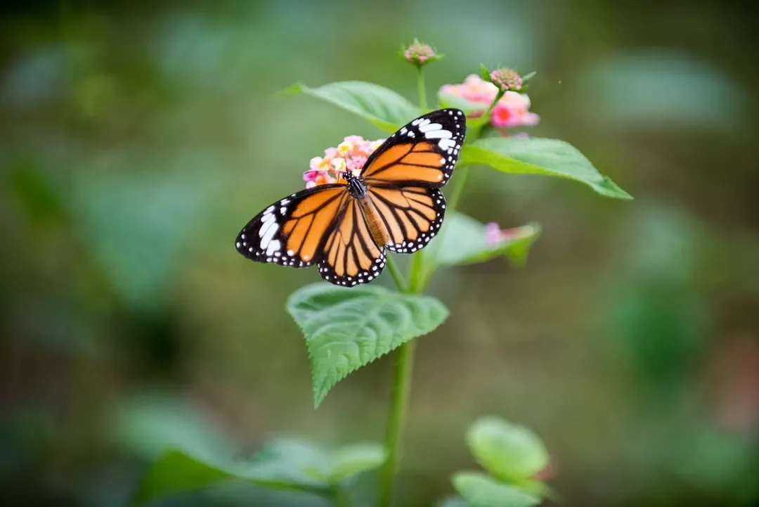 7. The Monarch Butterfly: A Migration Under Threat (Image Credits: Unsplash)
