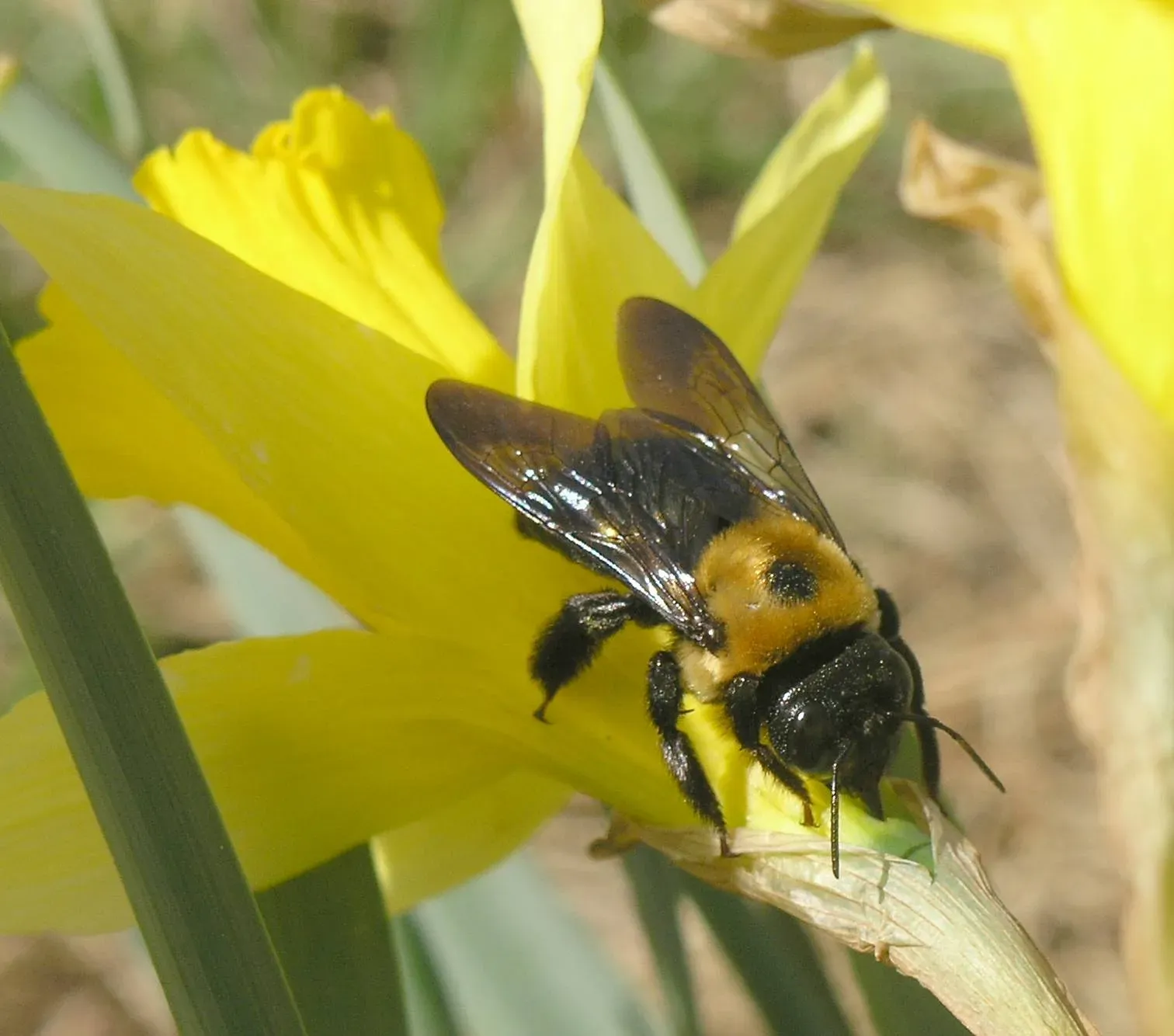 The Hidden Clues in Pollen, Nectar, and Bee Physiology (Image Credits: Wikimedia)