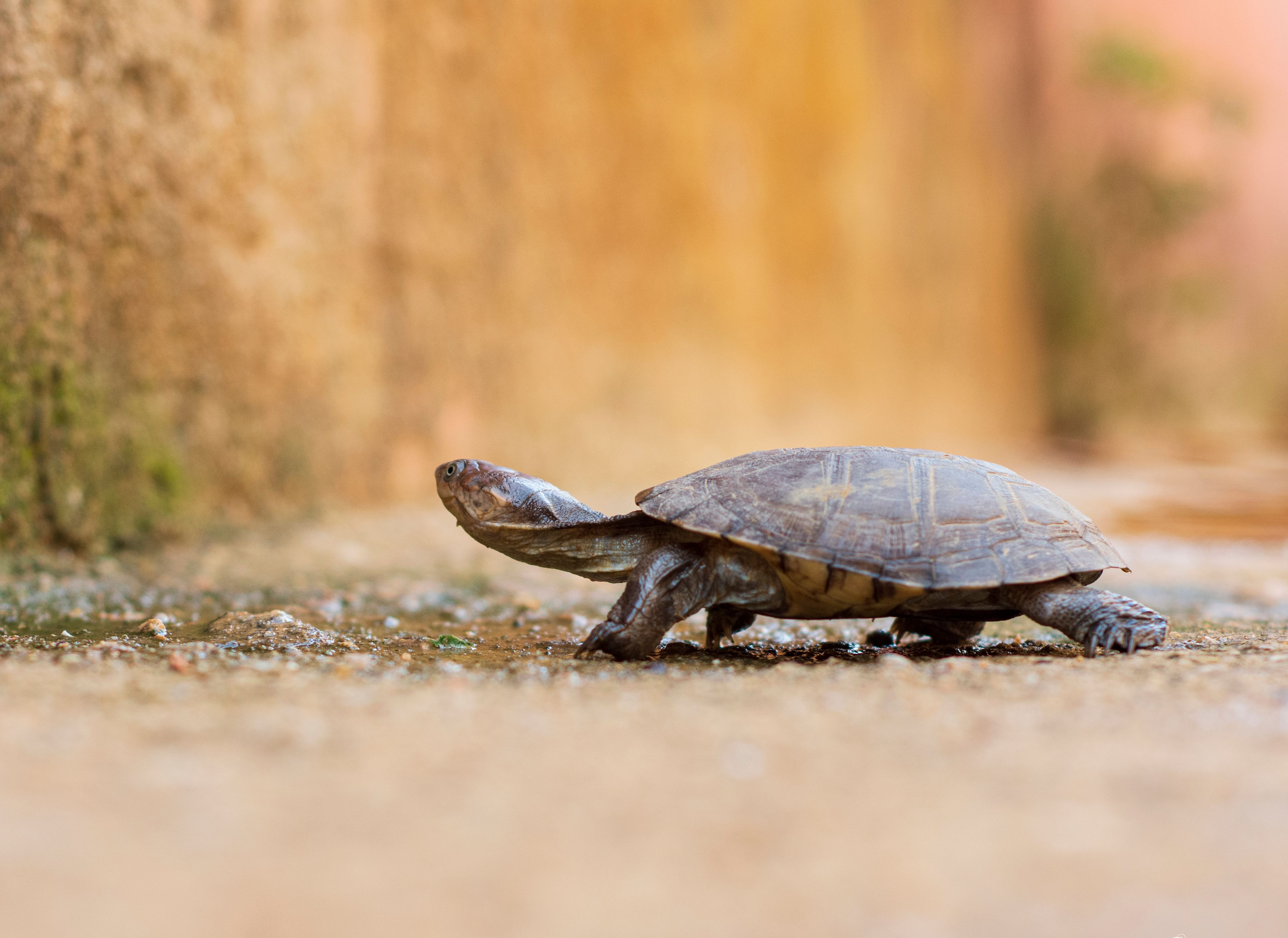 The Turtle: Slow and Steady Wins the Race (Image Credits: Wikimedia)