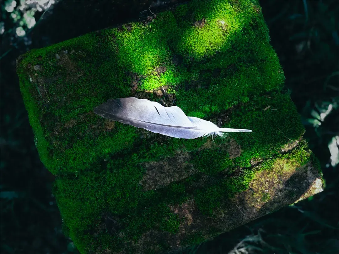 Feathers as Sacred Gifts, Not Cute Coincidences (Image Credits: Unsplash)