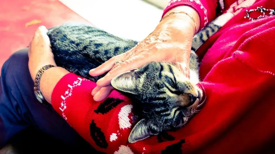 With Animals, You Are Free From Performing a “Self” (Image Credits: Pexels)