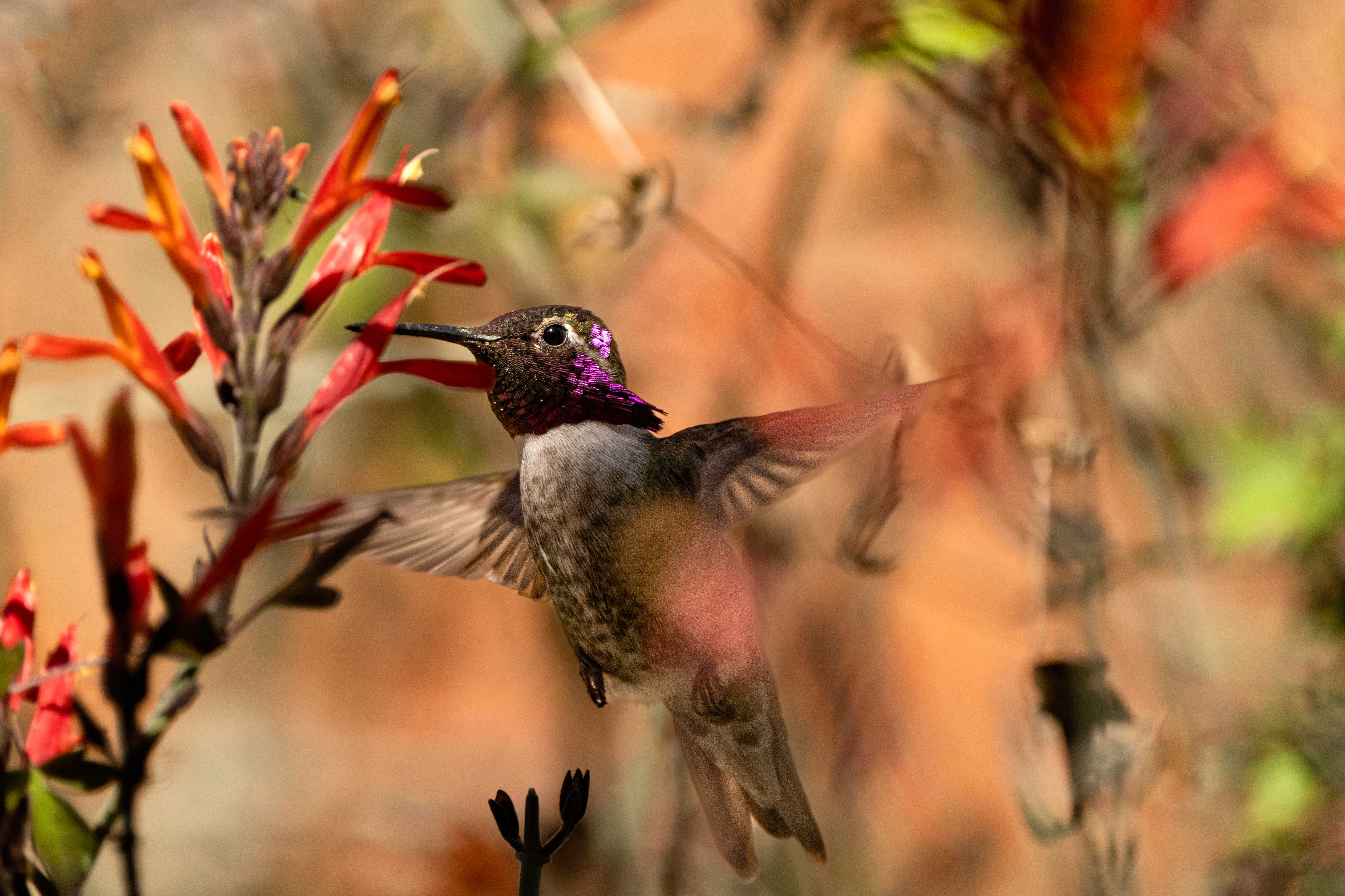 Why It Matters: Heat‑Hardened Pollinators Keep Deserts Alive (Image Credits: Wikimedia)